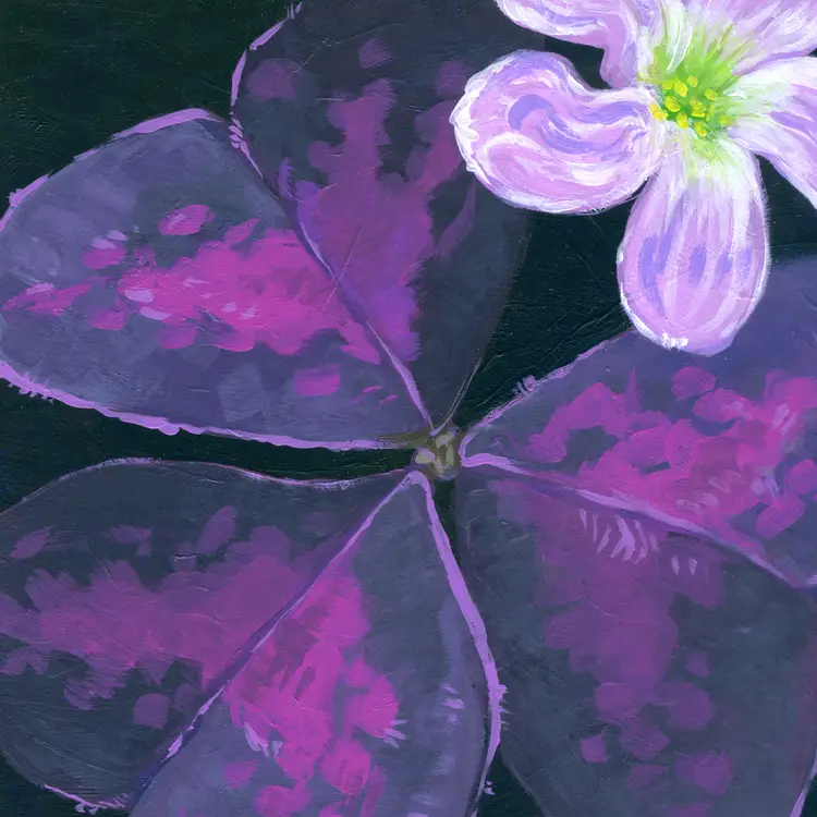 Art Prints – 'Oxalis triangularis'
