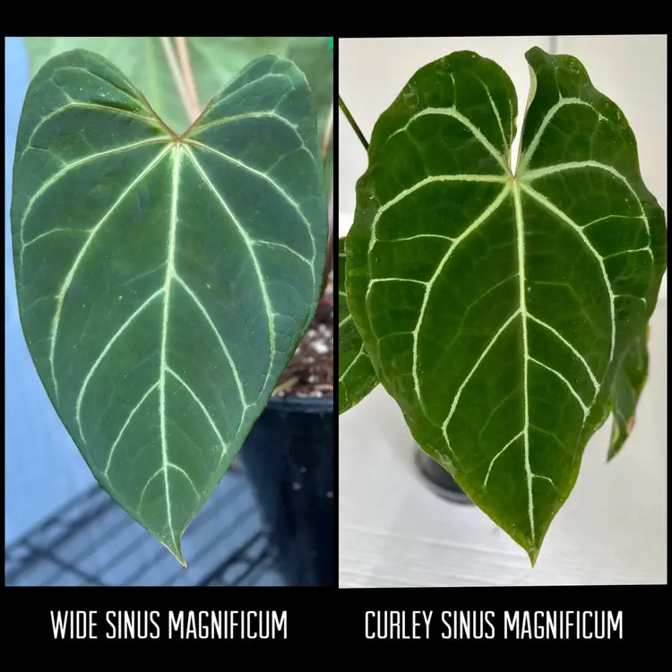 Wide Sinus Magnificum x Curley Sinus Magnificum 2 leaf seedling