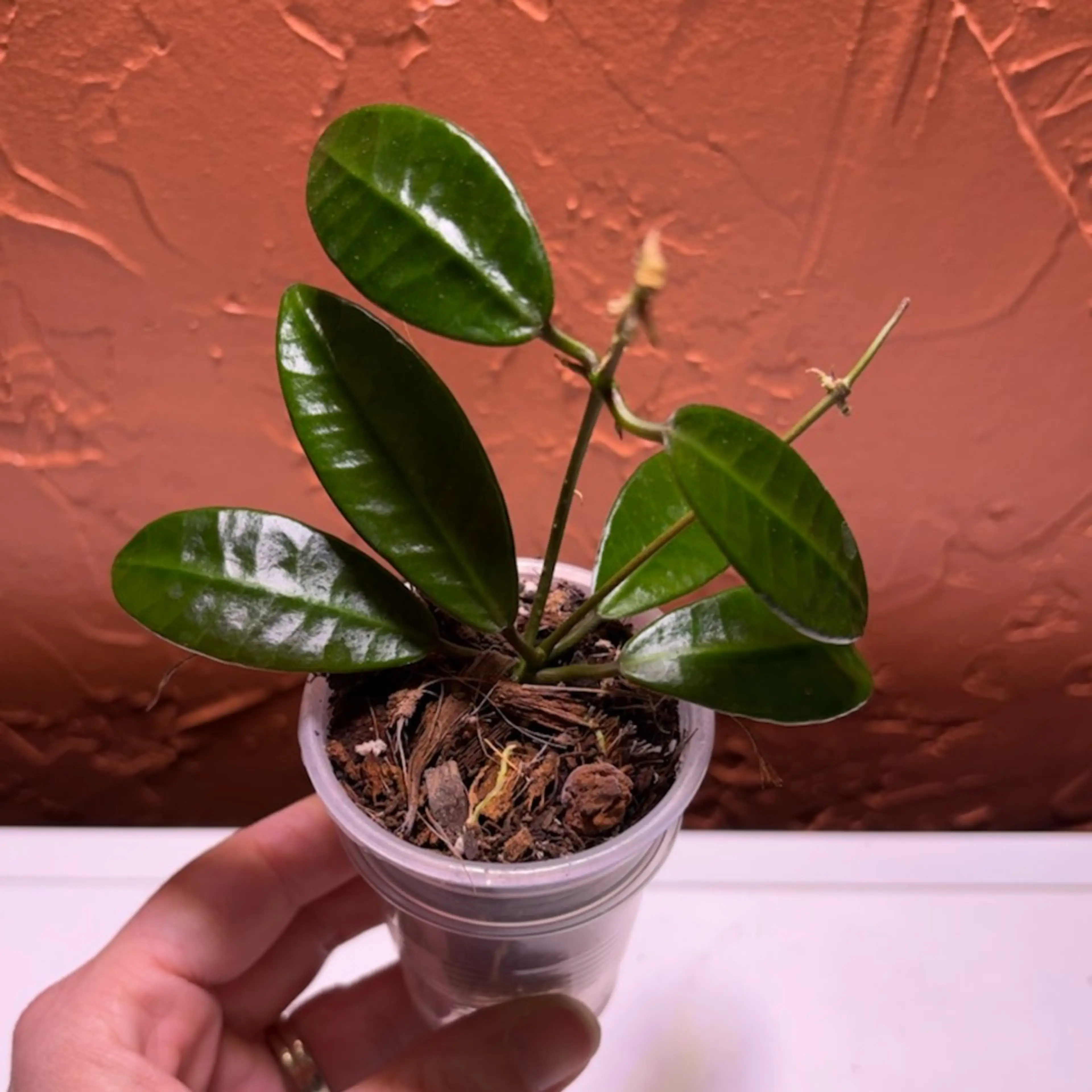 Image 3 of 3
