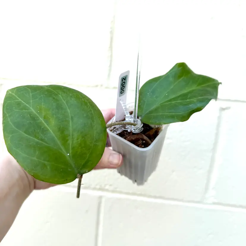 0002 Hoya Surigaoensis