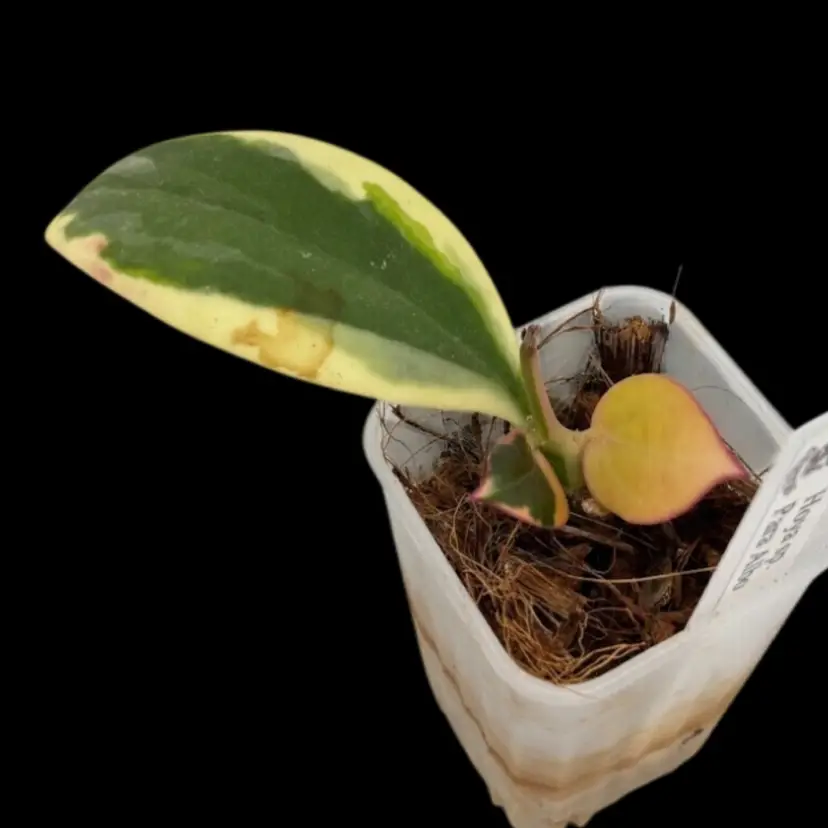 Hoya para Albo