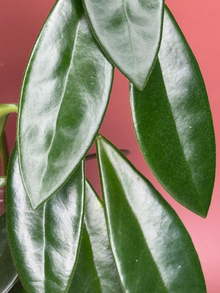 #3635 Hoya sp India IML 1598