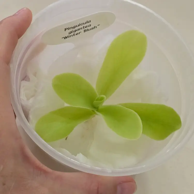 Pinguicula gigantea "Winter Blush"