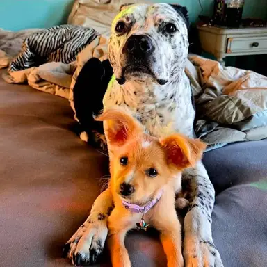 Beauty and Beast Hoyas