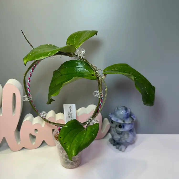 72 Erythrina ‘Purple Flower’