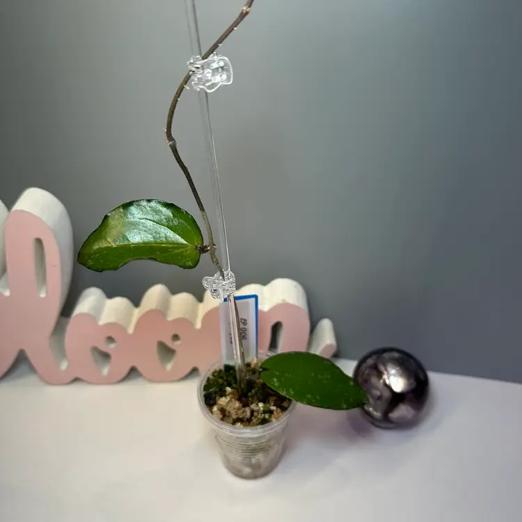 B05 LP 006 (Erythrina x Caudata)