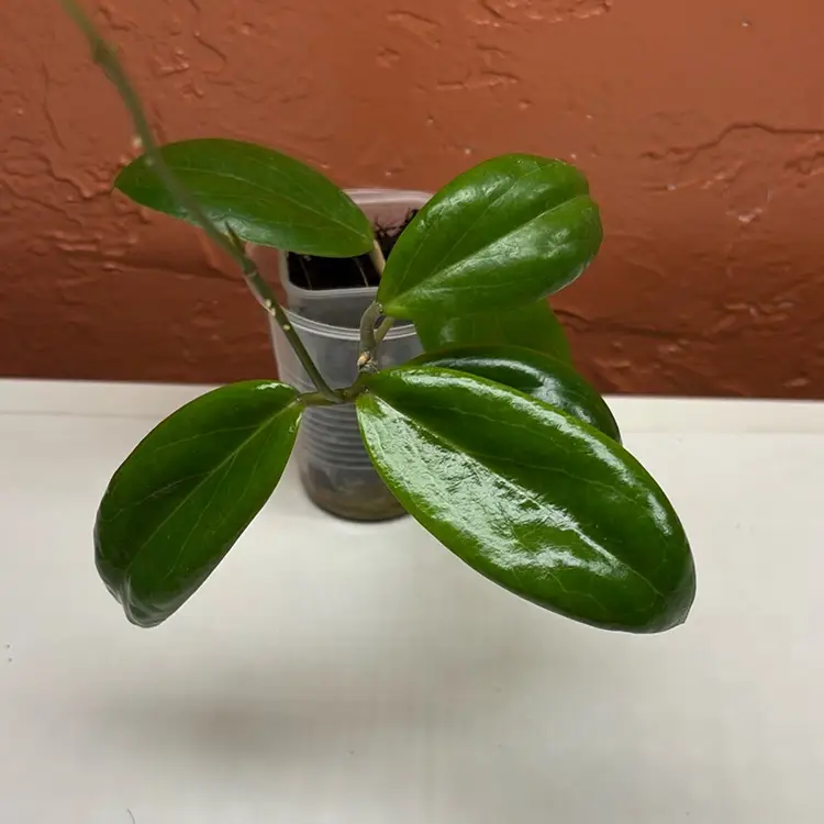 129 Hoya ‘Swiffer’s Dream’