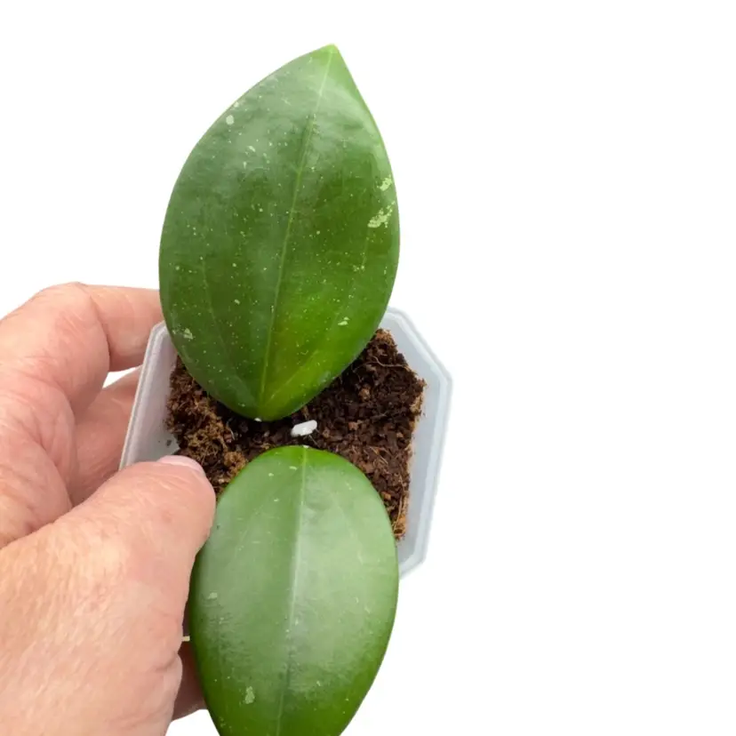 Patchawalarai 023 x Hai Phong