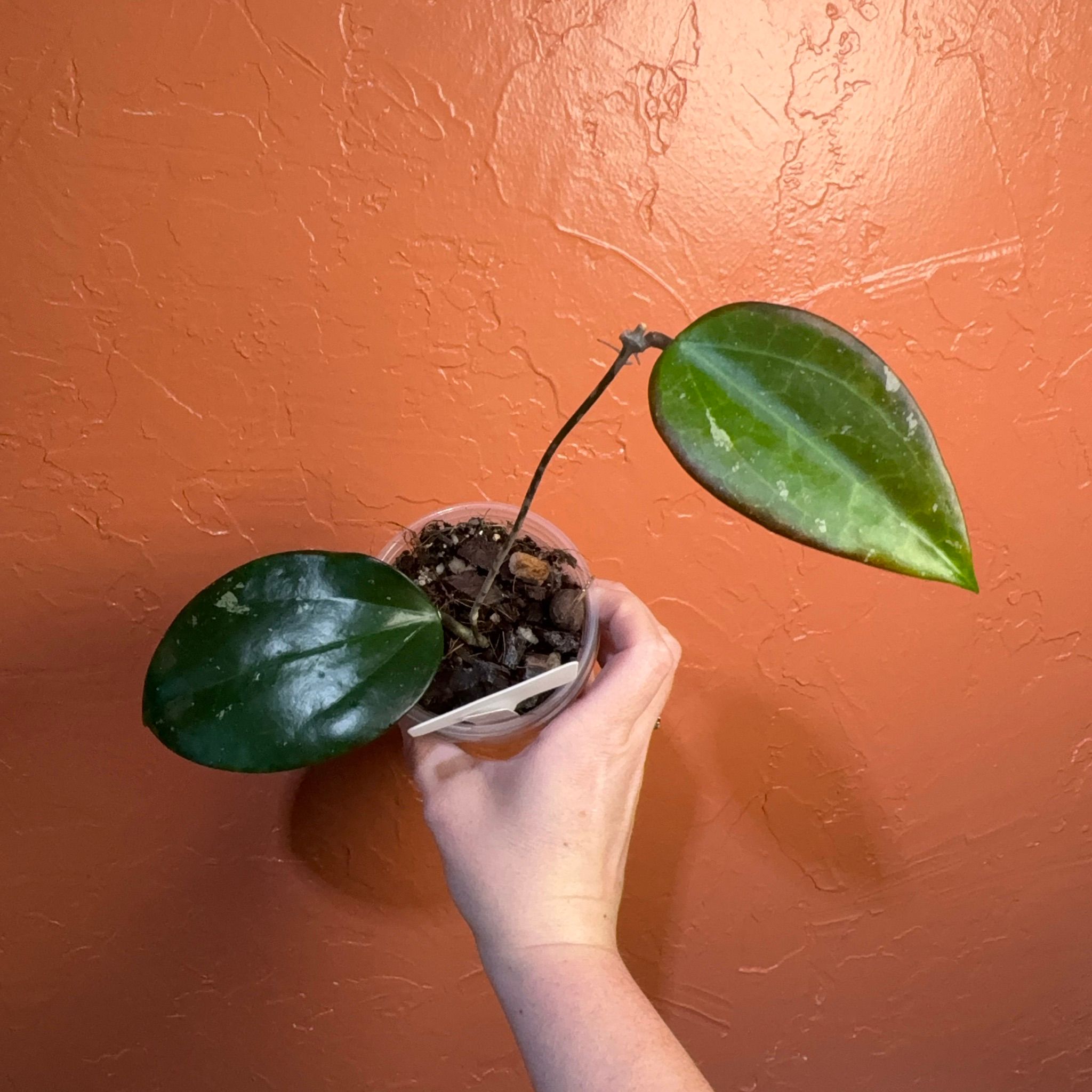 Overgrown Oasis · 3047 Hoya bakoensis (outer variegated)