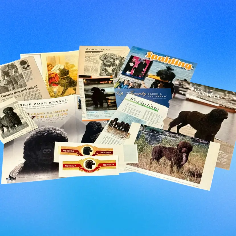 Junk Journal E Lot/15 Pieces Portuguese Water Dog Vintage Ephemera