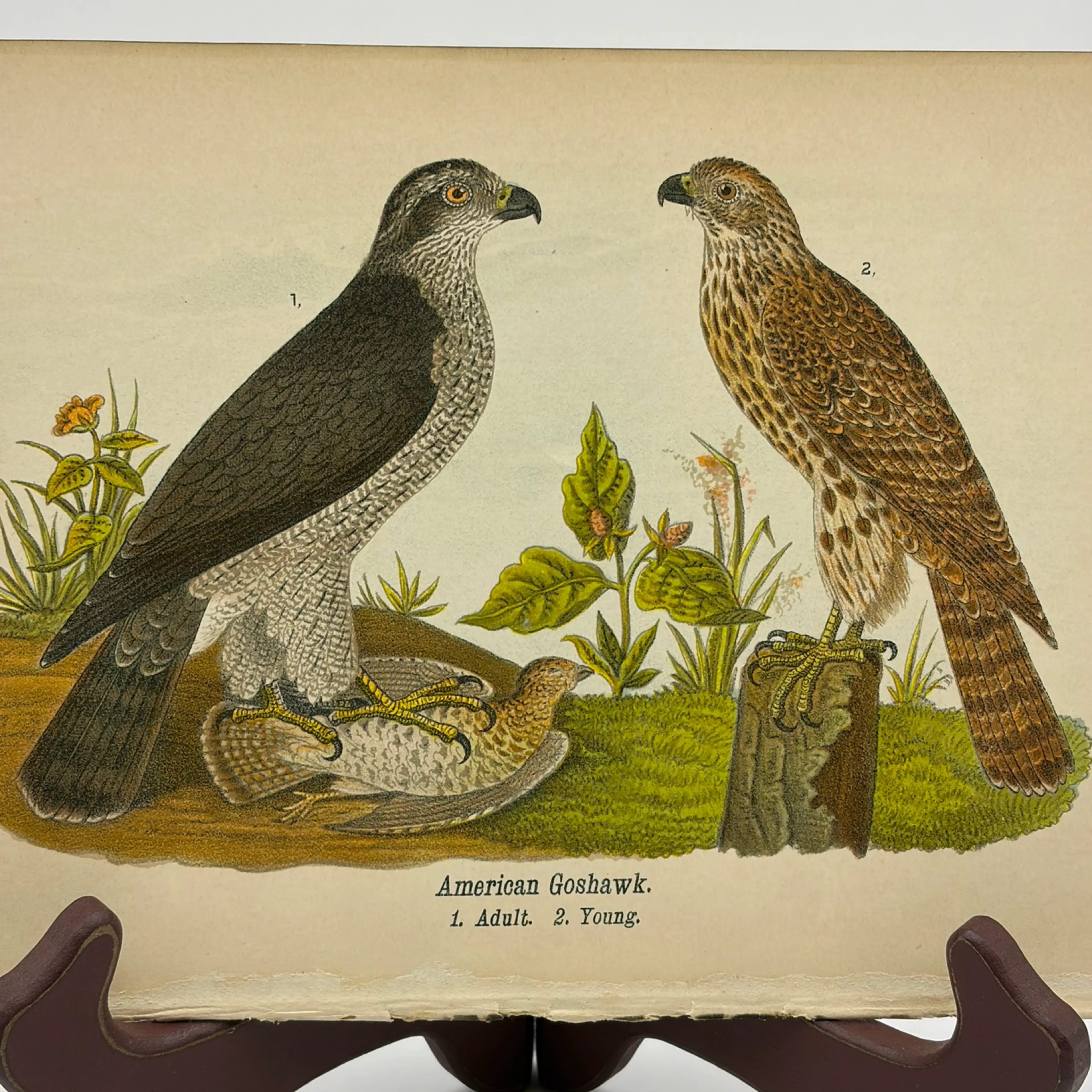 Image 2 of 9