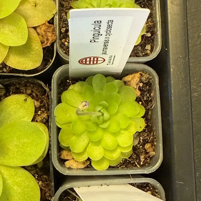 Pinguicula Jauvamensis x cyclosecta