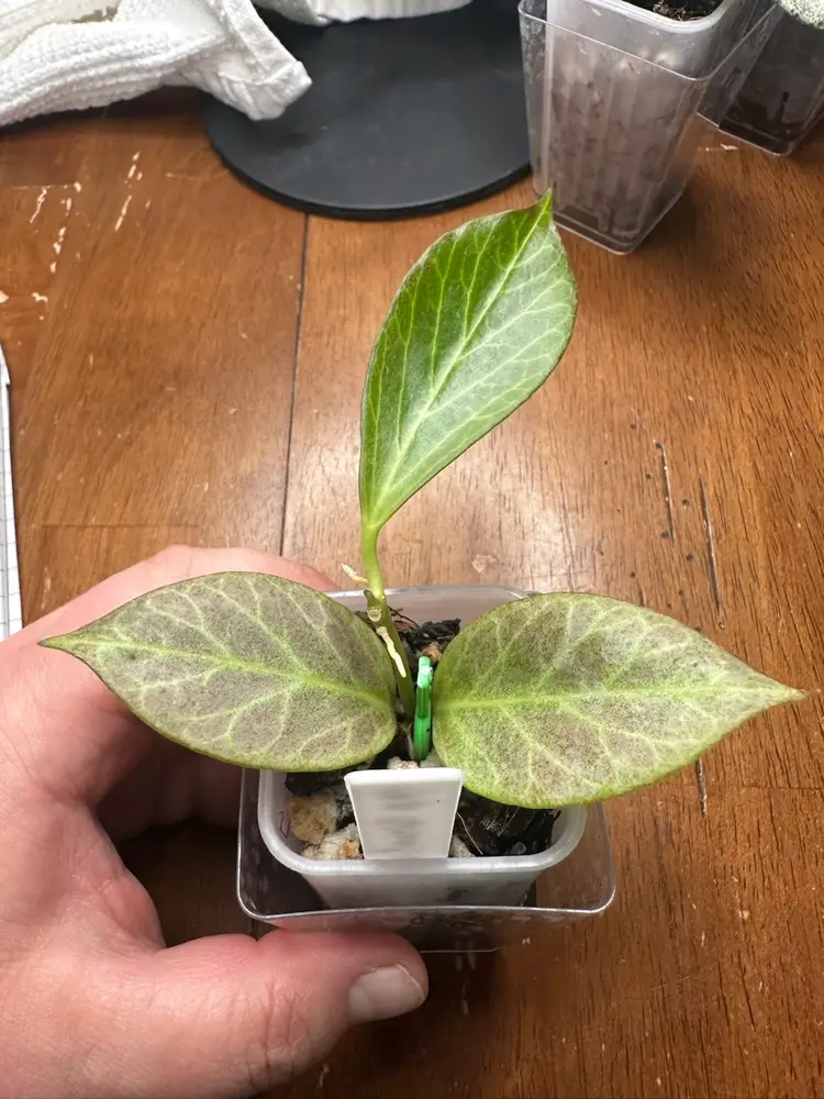 Hoya Obscura (Silver)