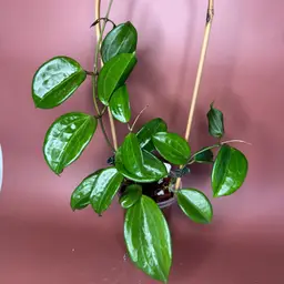 #3604 Hoya Quinguenervia