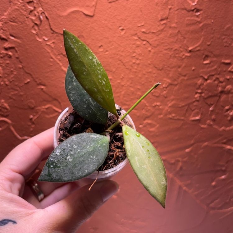 199 Hoya memoria x Hoya rosita (from silvery mama)