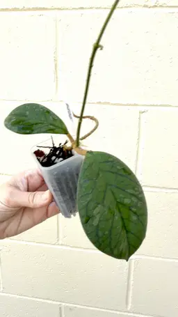 0024 Meredithii Bengkulu Splash