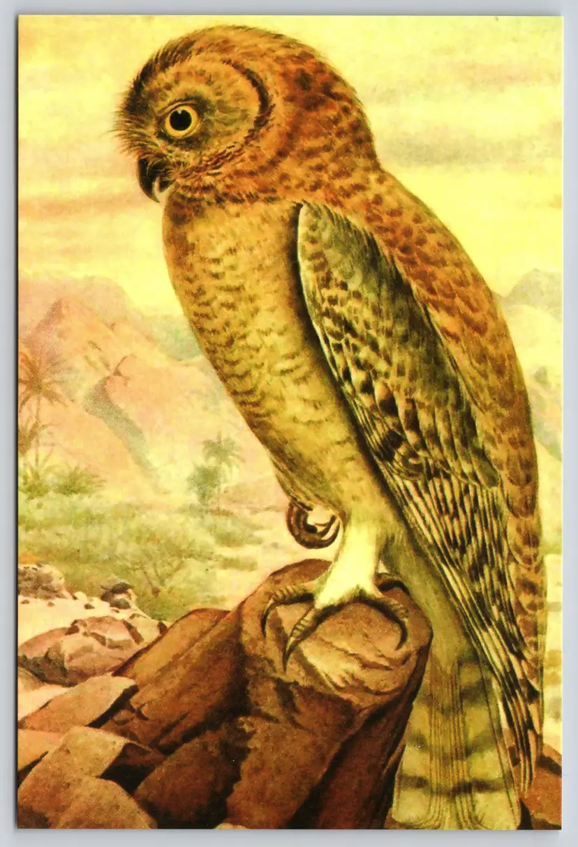Postcard Owl Perched on One Leg Illustration Art Birds - 9719