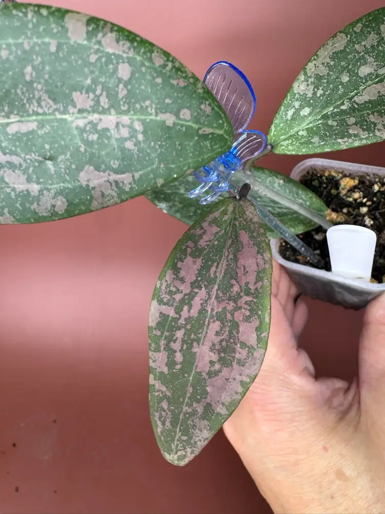 #3683 wilbergia *pink sunstress