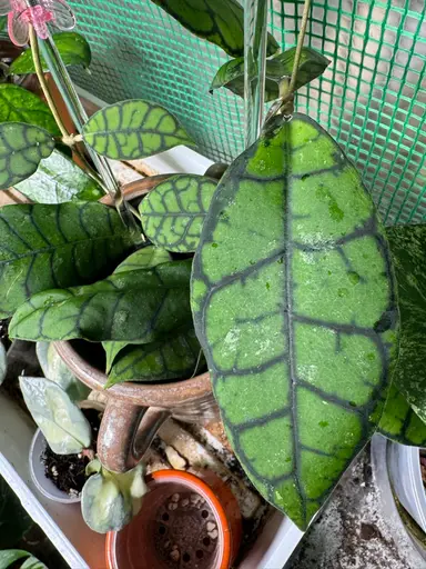 Chopping ✂️Chibi 😅