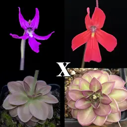 SEEDS P. moranensis orchidioides x Ferrari #1