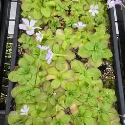 Pinguicula Hybrid SC-8 ibarrae X emarginata Red