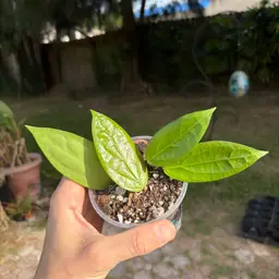Hoya Flores Island