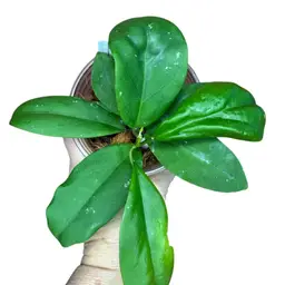 AH 1025 x unk. RHM35187-JLC1