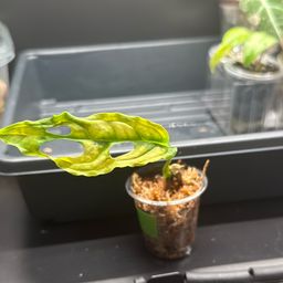 18- Monstera Obliqua, Rooted cutting