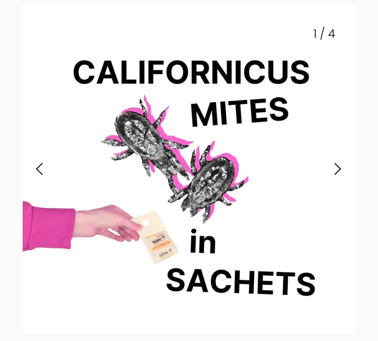Californicus Mite Sachet Box (100 Count)