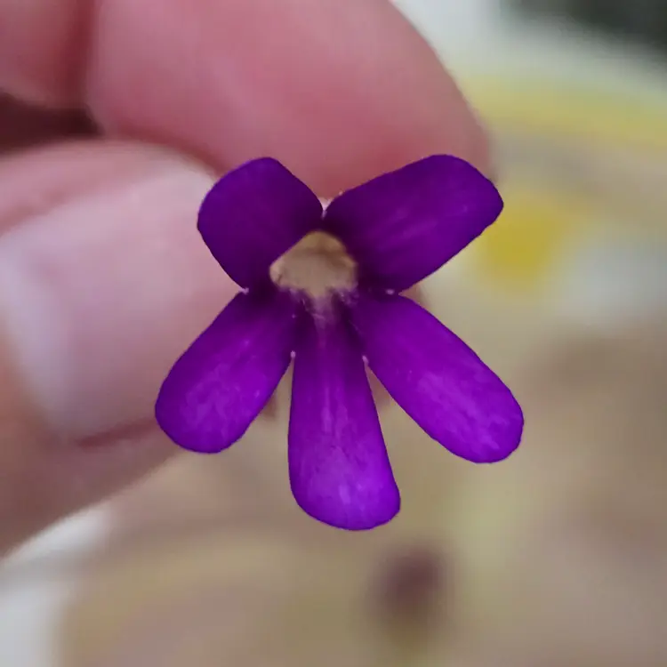 SC-27 Pinguicula gigantea x "Summer"