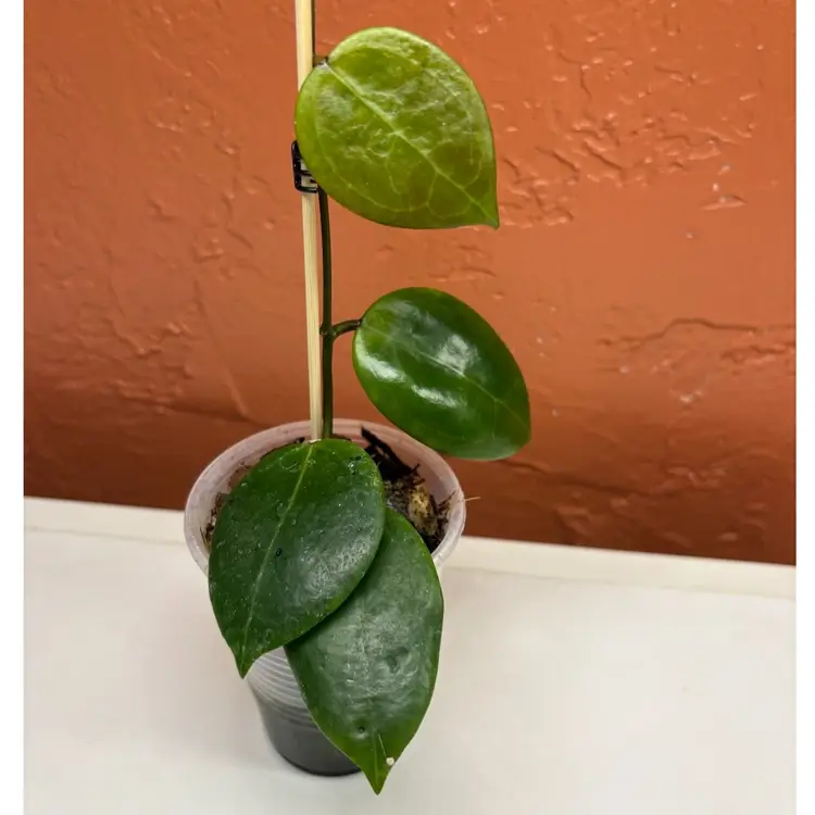 1025 Hoya dolichosparte