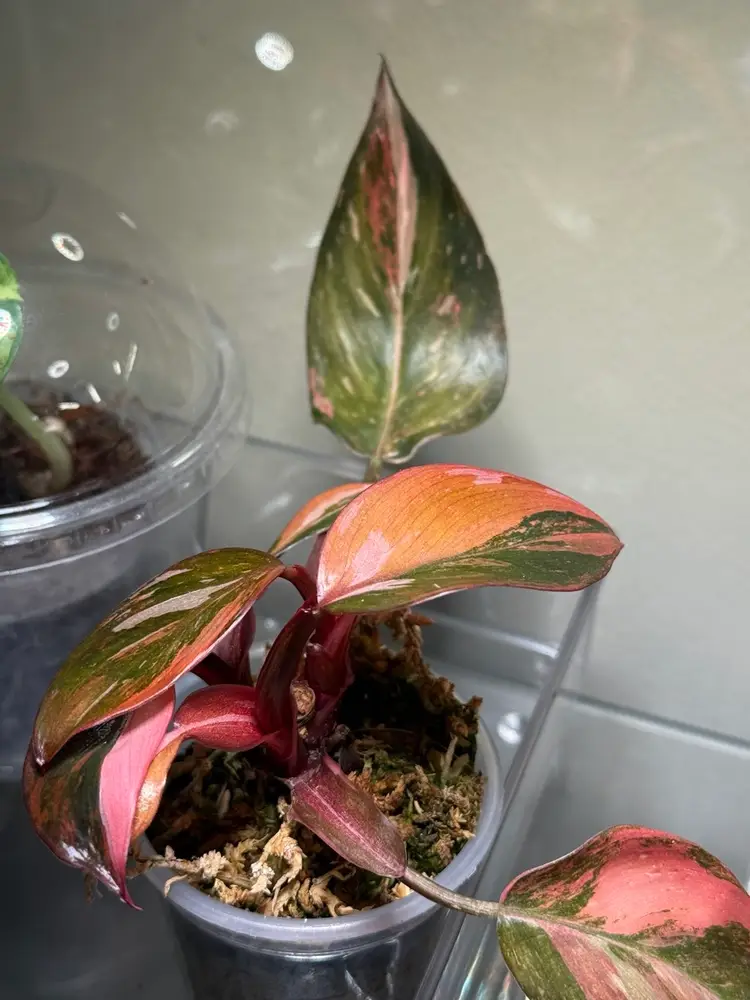 🎉🌟First Live Of The New Year🌟🎉