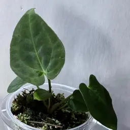 Crystallinum X Papillilaminum (Long x Long Bullet) X (Scott Cohen 2)