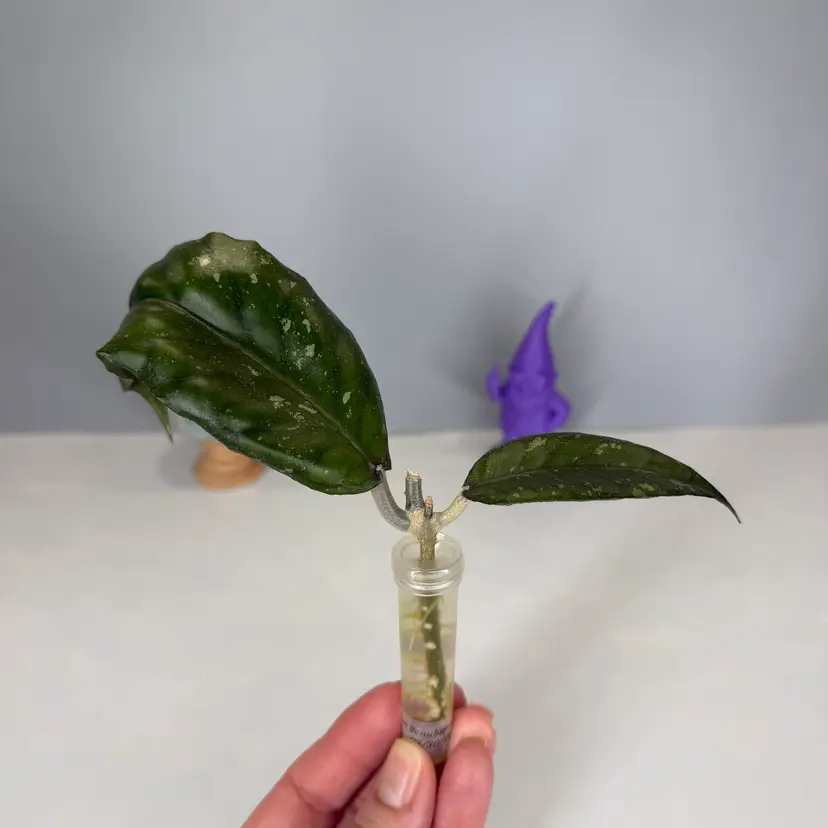 T17 sp Bur Senubung ‘Opop’ Rooted Cutting