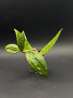 Hoya RHM 14-1