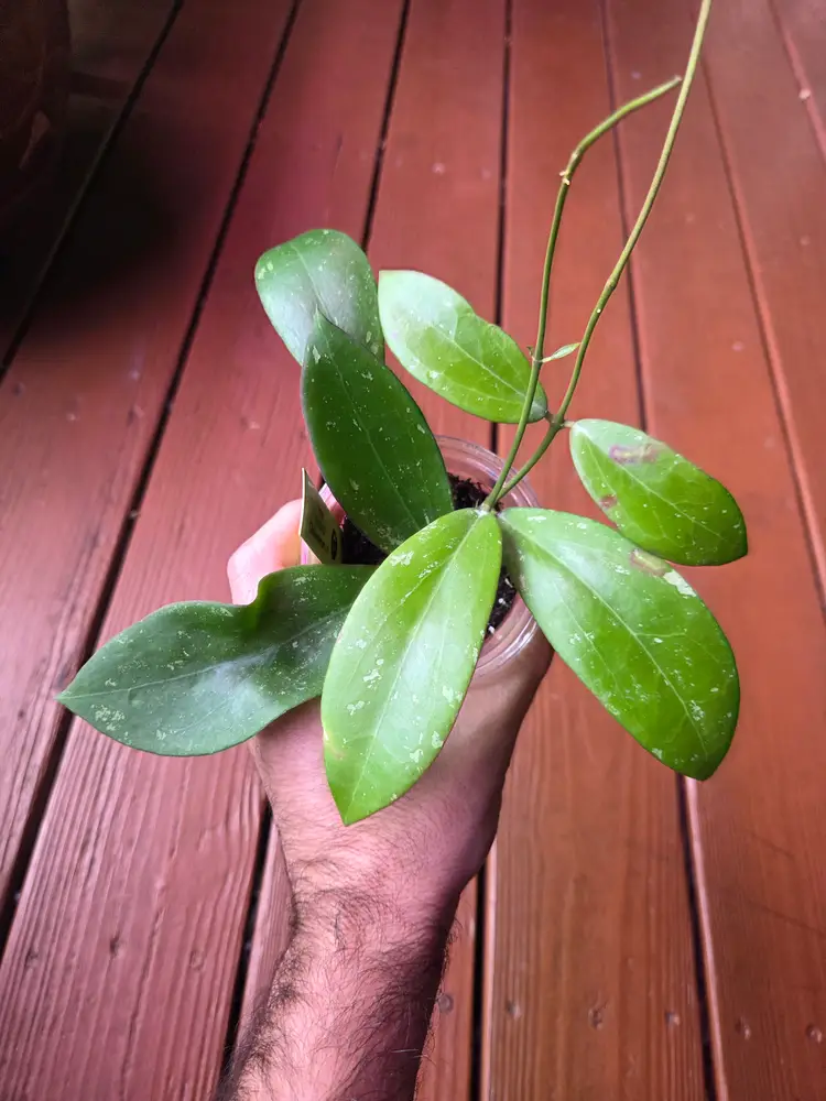 Hoya RHM2457 Clemensiorum x ?