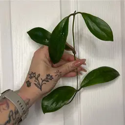 Hoya RHM 026 ‘Peach Bellini’