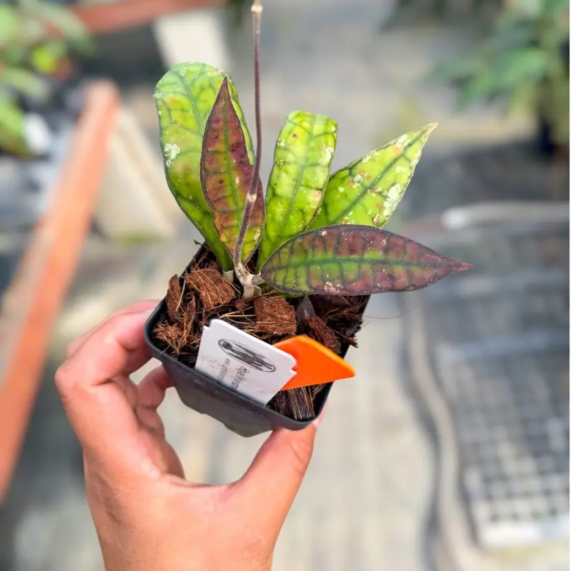 PS0272 - Hoya finlaysonii (black)