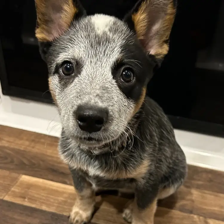 Buy Some Dog Treats For Emmitt