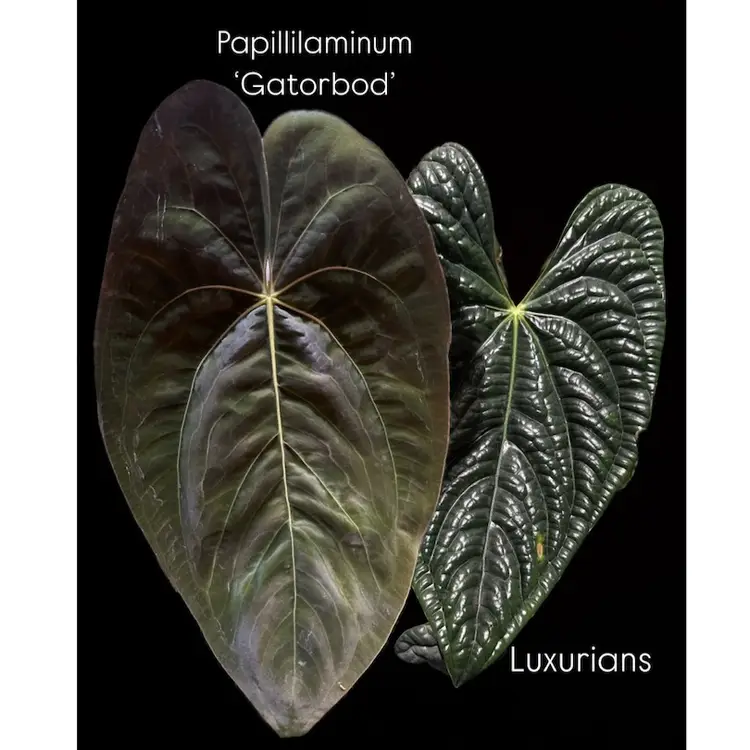 Papillilaminum ‘Gatorbod’ x Luxurians Seedling