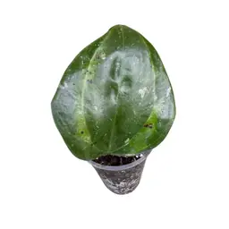 latifolia Bai Bua (Variegated)