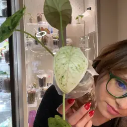 Var Dragon Scale Mint