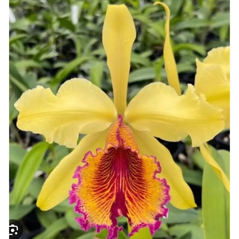 Cattleya dowiana