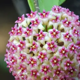 3404 Hoya WRX06-06 (Hoya bulusan x Hoya elmeri)