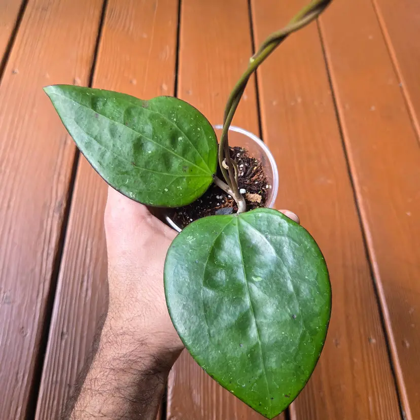 Hoya Glabra DK-A2