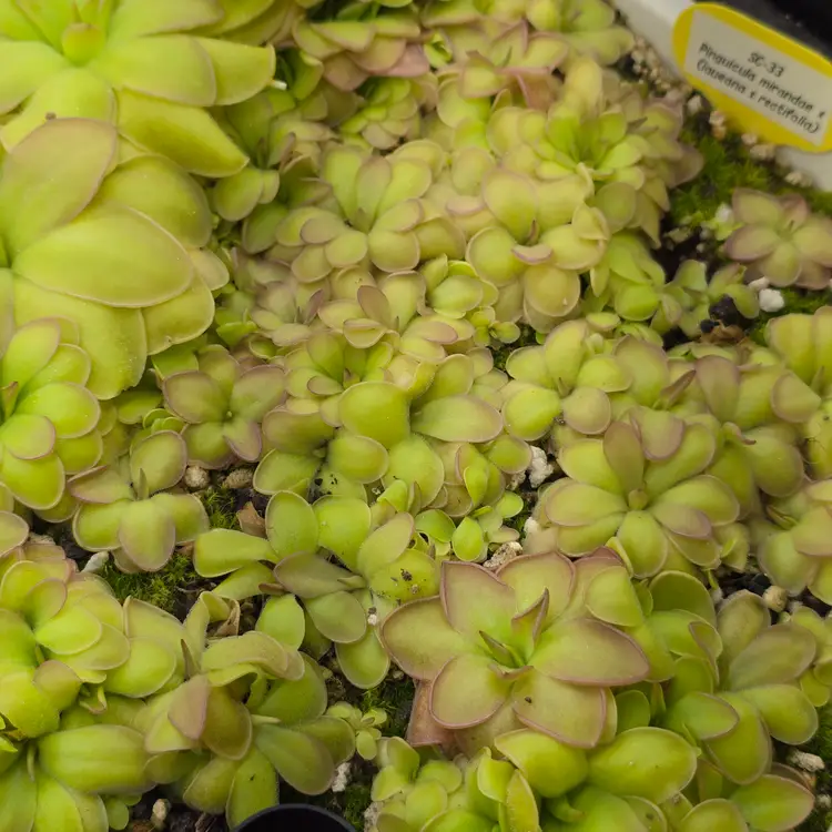 SMALL seedgrown SC-33 Pinguicula mirandae x (laueana x rectifolia)