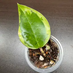 309 Panglai West Java