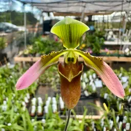 Paphiopedilum appletonianum - 2” Pot