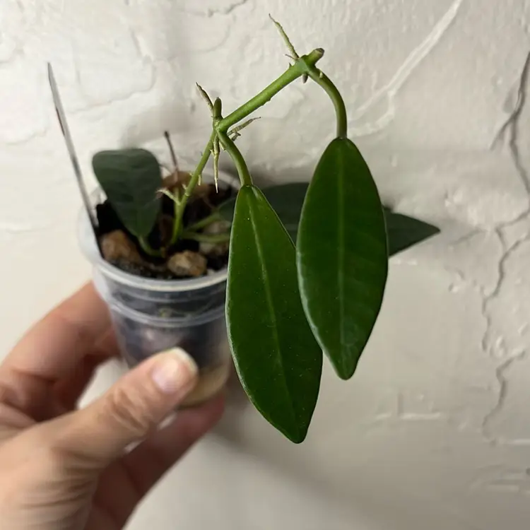 337 Hoya apoensis(small leaf)