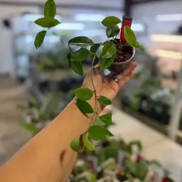 Vitiensis Possibly Yellow